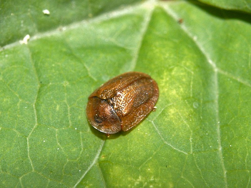 Chrysomelidae: Hypocassida cfr. subferruginea